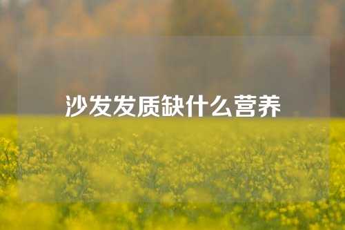 沙发发质缺什么营养