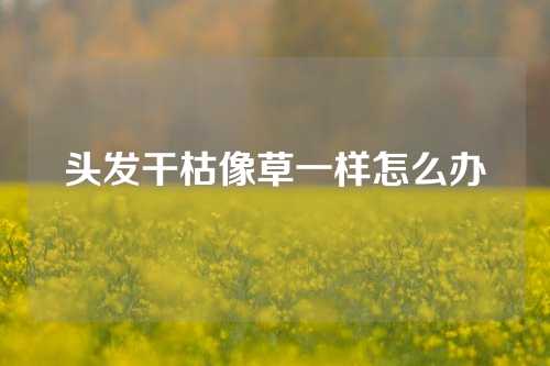 头发干枯像草一样怎么办