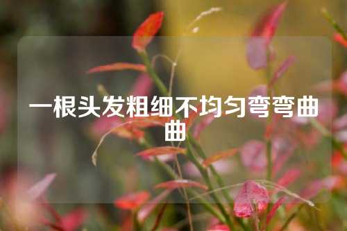 一根头发粗细不均匀弯弯曲曲