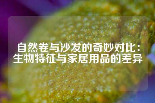自然卷与沙发的奇妙对比：生物特征与家居用品的差异