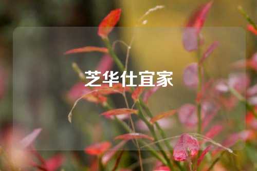 芝华仕宜家